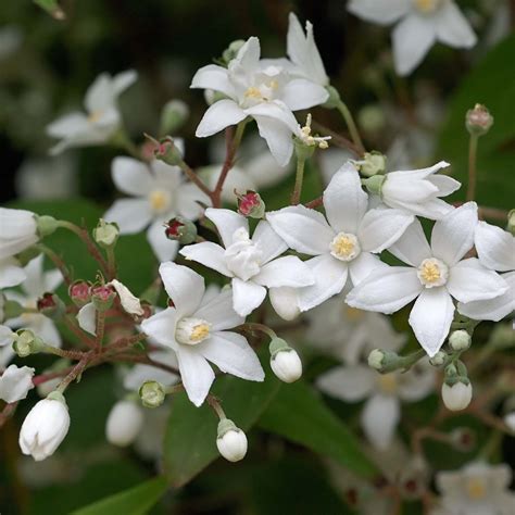 arbuste de fleurs blanches.